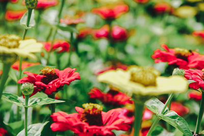 Close-up of red flowering plants