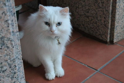 Portrait of cat sitting on floor at home