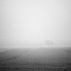 Tree on field against sky