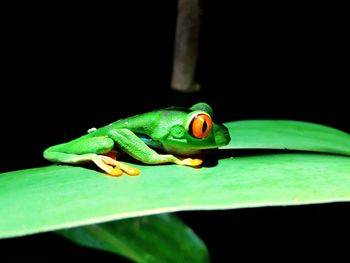 Close-up of frog on leaf