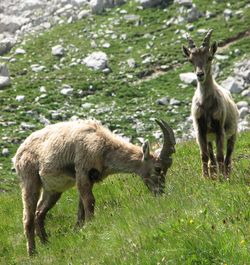 Deer standing on grass