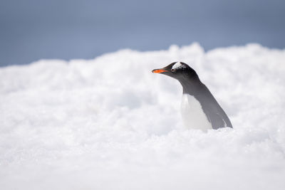 Gentoo penguin stands half-hidden by snow pile