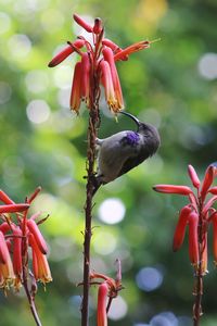 Close-up of red flowering plant