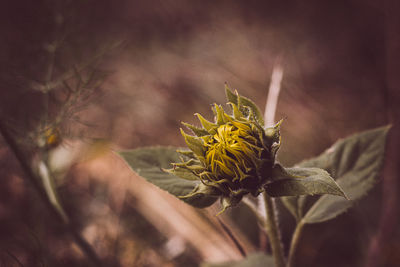 Close-up of wilted flower plant