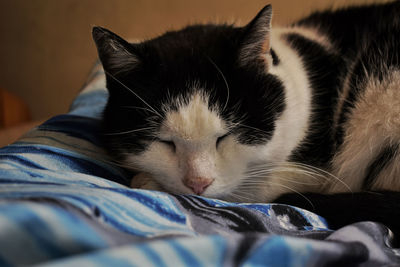 Close-up of cat sleeping on bed