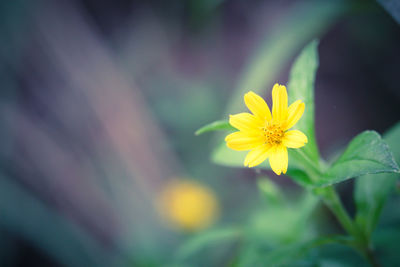 Close-up of yellow flower