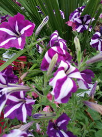 Close-up of pink flowers