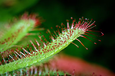 Close-up of cactus plant