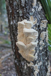 Close-up of mushroom growing on tree trunk
