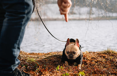 Owner training french bulldog dog by the lake