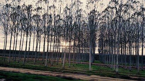 Trees on landscape against sky