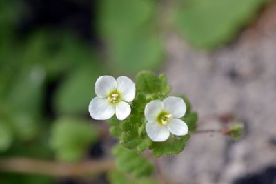 Close-up of white flowers