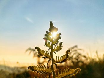 Close-up of flowering plant against bright sun