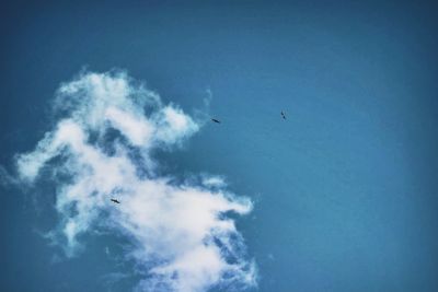 Low angle view of bird flying in sky