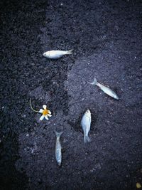 High angle view of white flower on road