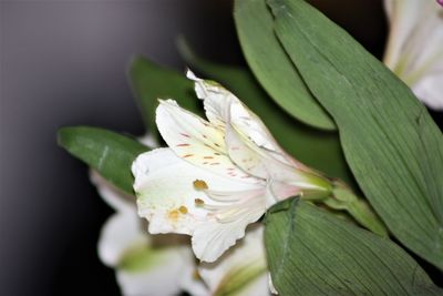 Close-up of white flowering plant