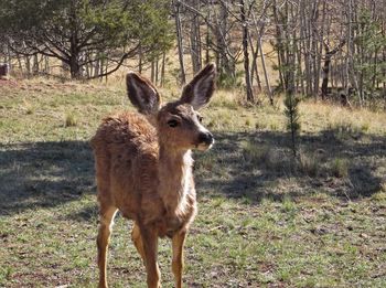 Young mule deer up close