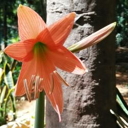 Close-up of red flower