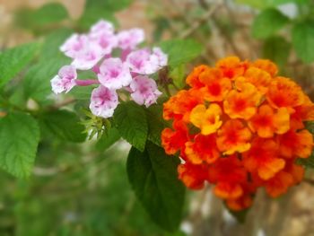 Close-up of fresh pink flowers blooming outdoors