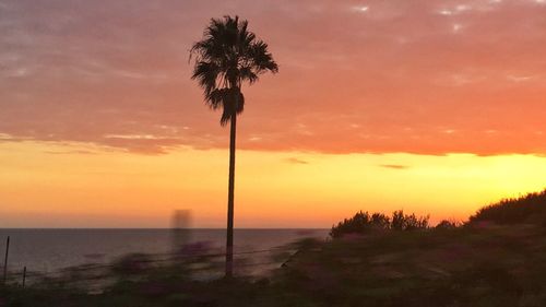 Silhouette of palm trees at sunset