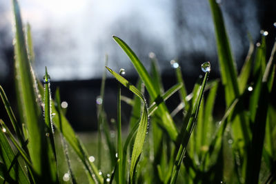Close-up of wet grass during rainy season