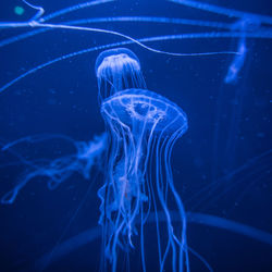 Close-up of jellyfish swimming in sea