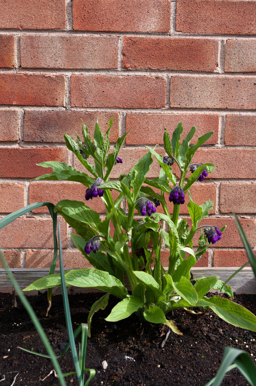 POTTED PLANTS AGAINST WALL