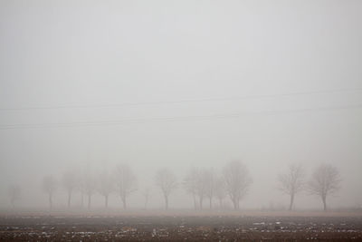 Bare trees on misty landscape