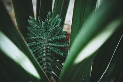 Close-up of succulent plant