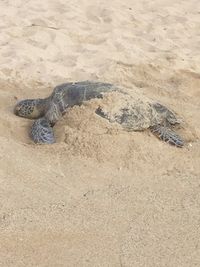 High angle view of lizard on sand