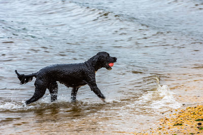 Dog on beach