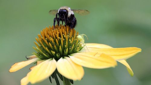 Close-up of bee pollinating on coneflower