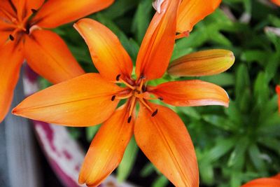 Close-up of orange day lily blooming outdoors