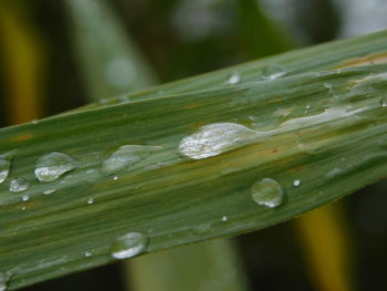 Close-up of raindrops on green leaves