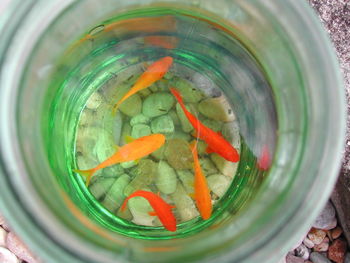 Directly above shot of goldfish in glass container