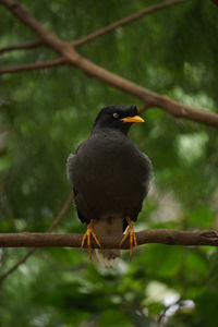 Close-up of bird perching on branch