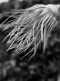 Close-up of plant