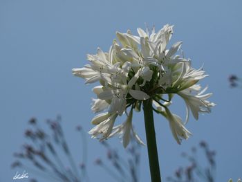 Low angle view of flower tree against sky