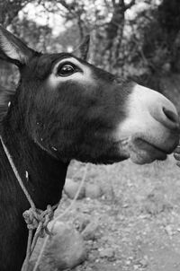 Close-up of donkey