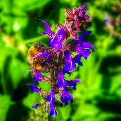 Close-up of bee pollinating on purple flower