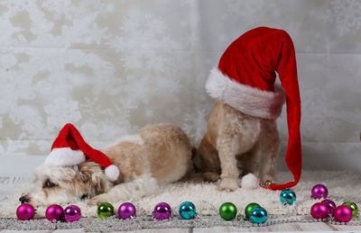 Dogs wearing santa hats by christmas decorations at home