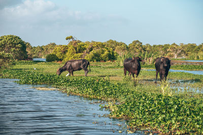 Horses drinking water