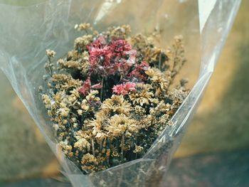 Close-up of flowering plant against glass wall