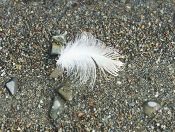 Pebbles on beach