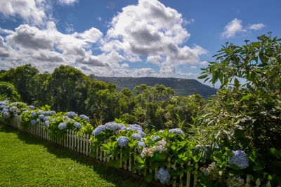 Flowering plants and trees on field against sky