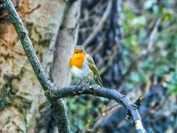 Bird perching on railing