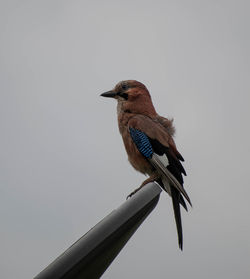 Low angle view of bird perching against sky