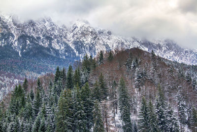 Scenic view of forest against sky during winter