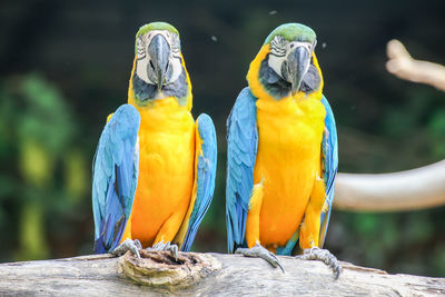 Close-up of parrot perching on wood