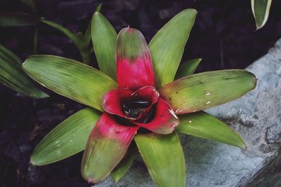 Close-up of flower